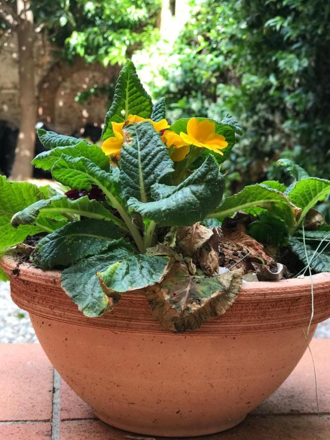 Apartmán Hostly - Garden House Near The Tower - Historical House With Private Garden Pisa Exteriér fotografie